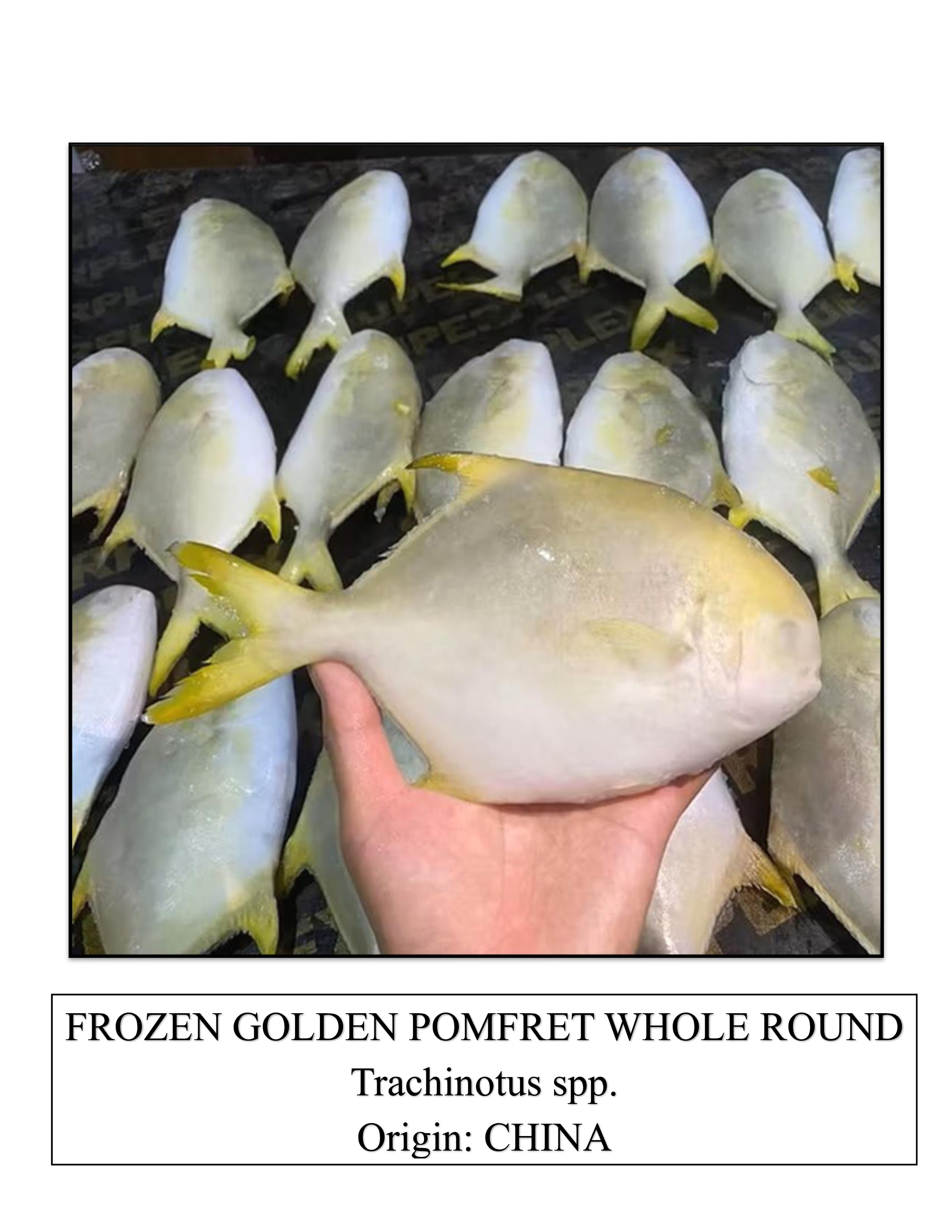 Frozen Golden Pomfret